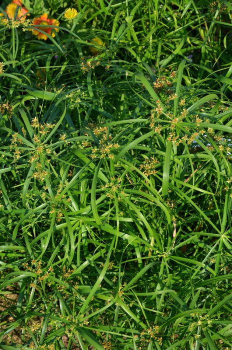 Cyperus alternofolius